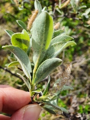 Salix lanata
