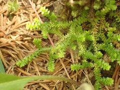 Selaginella helvetica