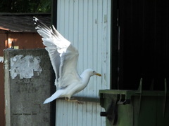 Larus argentatus