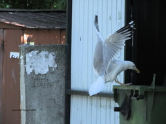 Larus argentatus