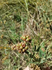 Dorycnium