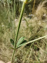 Dorycnium