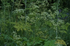Conium maculatum