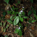 Pseuderanthemum tunicatum - Photo (c) Ehoarn Bidault, algunos derechos reservados (CC BY-NC), subido por Ehoarn Bidault