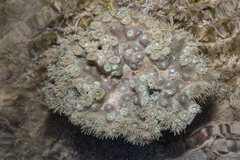 Duncanopsammia peltata