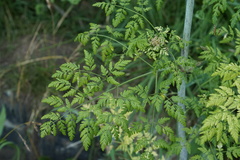 Conium maculatum