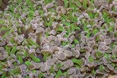Fimbriaphyllia ancora