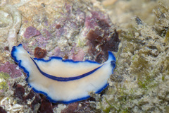 Pseudoceros concinnus