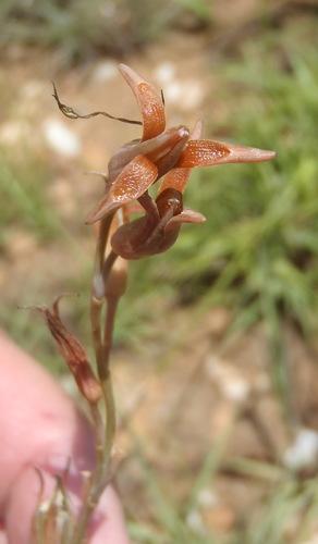 Dipcadi ciliare