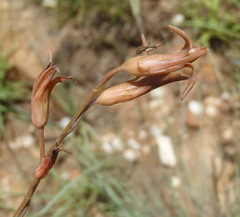 Dipcadi ciliare
