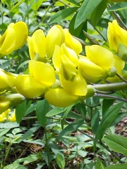 Baptisia cinerea