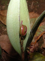 Trichosalpinx blaisdellii