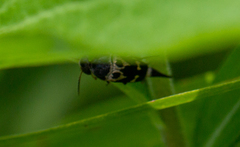 Glipa oculata