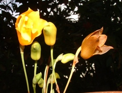 Lycaste cochleata