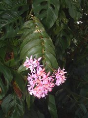 Epidendrum pansamalae