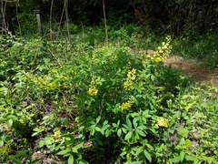 Baptisia cinerea