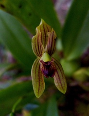 Maxillaria lineolata