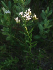 Sericocarpus linifolius
