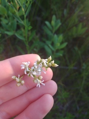 Sericocarpus linifolius