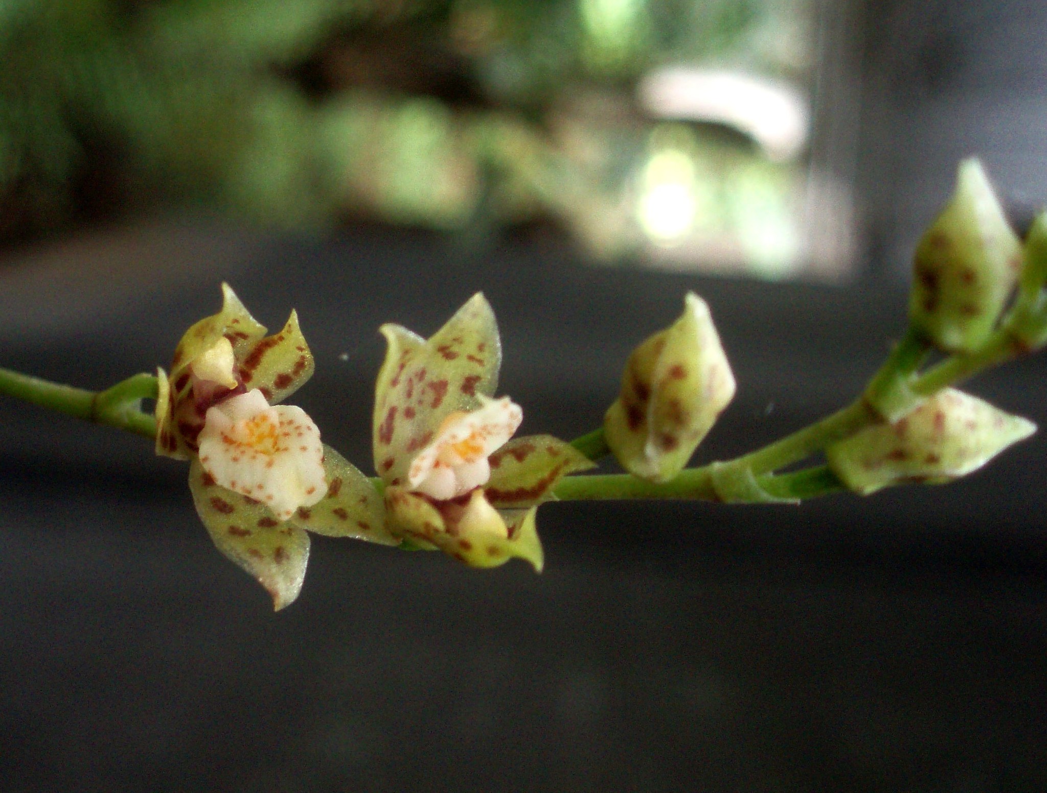 Brassia endresii (Kraenzl.) M.H.J.van der Meer