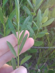 Sericocarpus linifolius