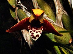 Maxillaria tenuifolia