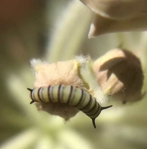 iNaturalist observation photo of Monarch