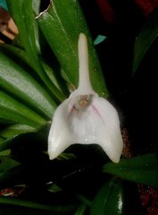 Masdevallia nicaraguae