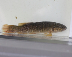 Umbra limi