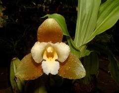 Lycaste dowiana