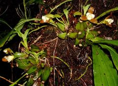 Lycaste dowiana