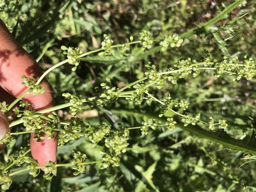 iNaturalist observation photo of willow dock