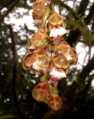 Leochilus leochilinus