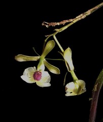 Epidendrum turialvae
