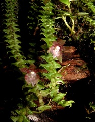 Dichaea