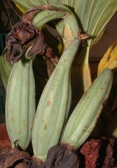 Cycnoches stenodactylon