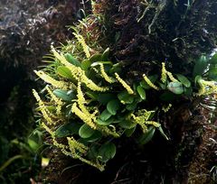 Stelis parvula