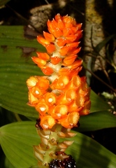 Elleanthus hymenophorus