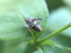 Danepteryx barbarae
