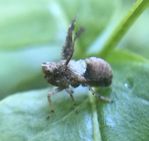 iNaturalist observation photo of Danepteryx barbarae
