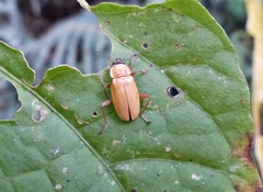 Chauliognathus flavipes