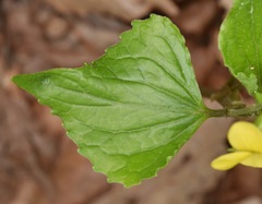 Viola tripartita