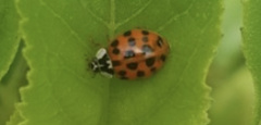 Harmonia axyridis