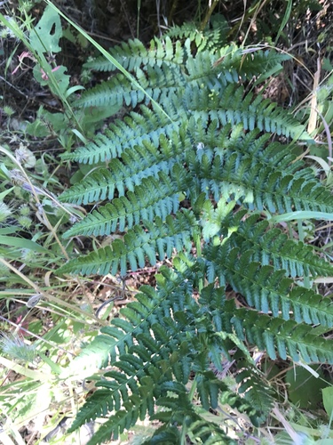 iNaturalist observation photo of coastal woodfern