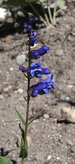 Penstemon cyaneus