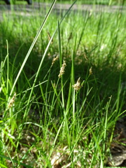 Carex praecox