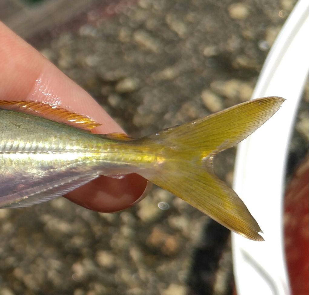 Japanese Scad