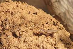 Trachylepis