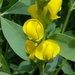 Yellow Wild Indigo - Photo (c) Grant Parkins, some rights reserved (CC BY-NC), uploaded by Grant Parkins