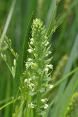 Platanthera flava herbiola